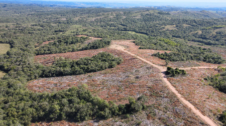 66 hectares próprio para reflorestamento 