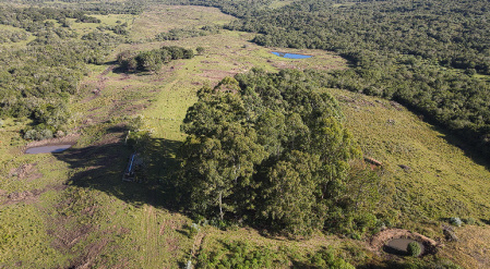 Propriedade com 44,1 hectares, campo para pecuária com bom aproveitamento para plantio