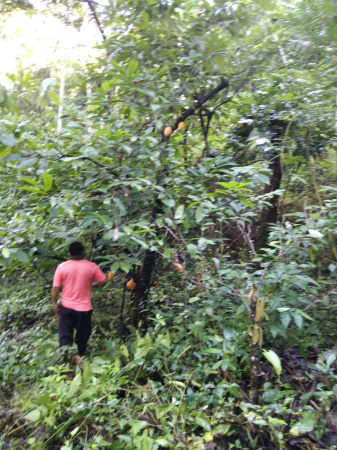 SÍTIO DE 4 HECTARES