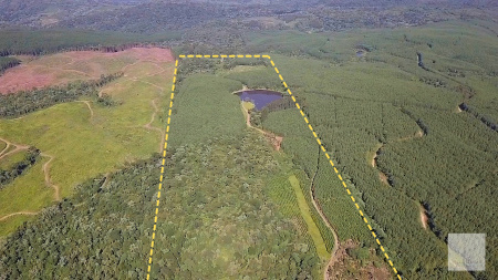 Fazenda em Bituruna - Pinus e Erva Mate